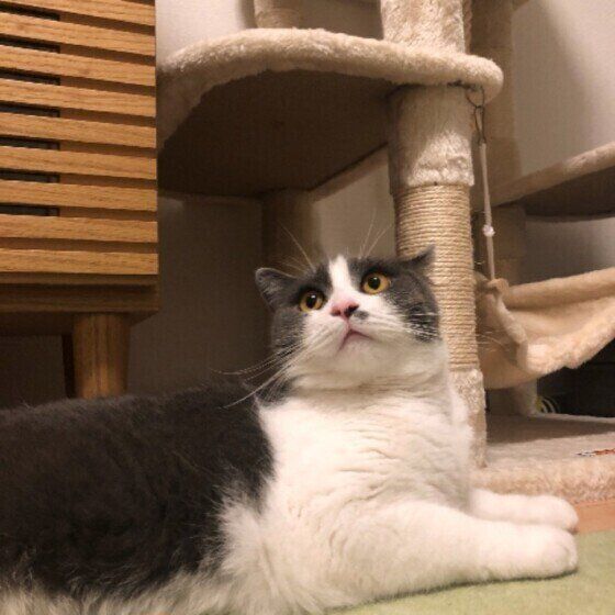 ブリティッシュショートヘアのムゥちゃん