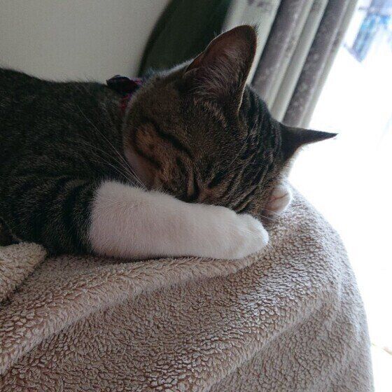 キジトラ アメちゃん