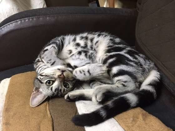 くつろぐアメリカンショートヘア