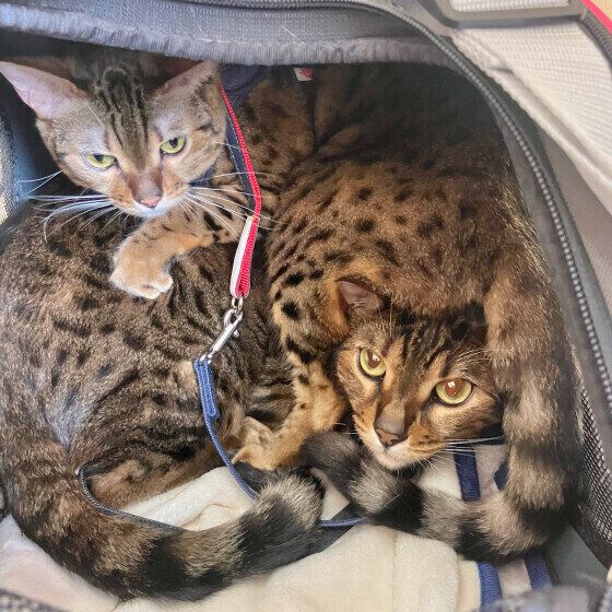 ベンガルのもちこちゃんたち♪