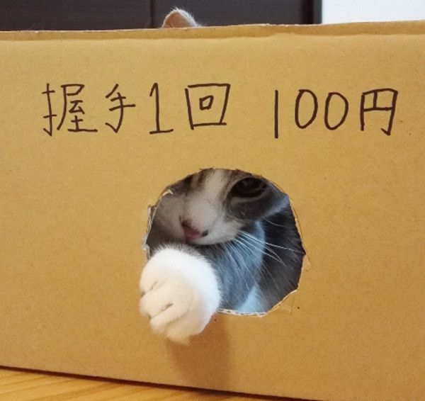 箱に入る猫