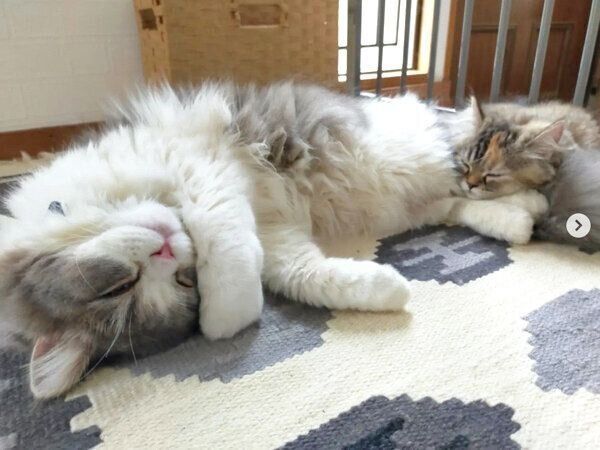 一緒にお昼寝をするあおくんとおはなちゃん