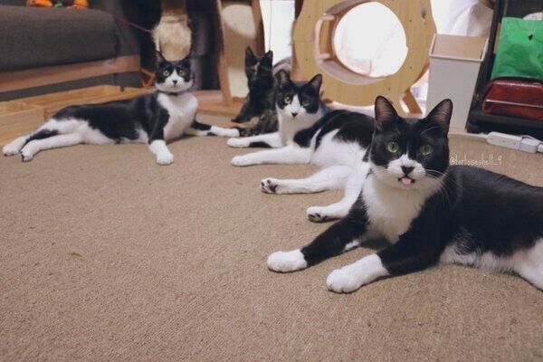 くつろぐ猫たち