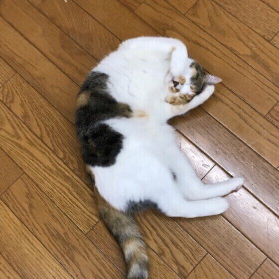 マタタビをもらって酔っ払い気味のミケのももちゃん