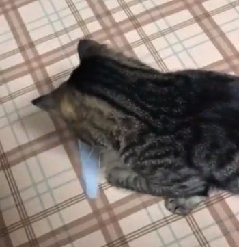 猫じゃすりで遊ぶ猫