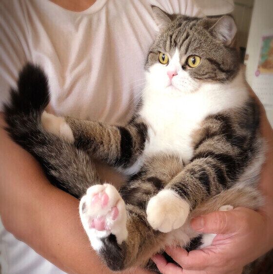 抱っこされる猫