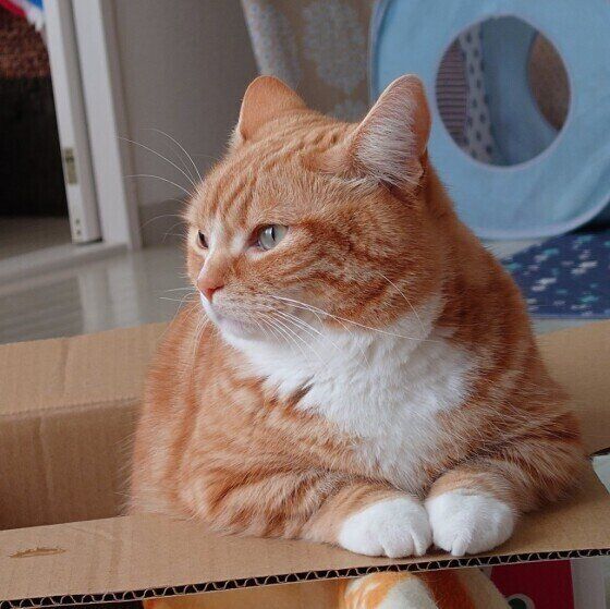 マンチカンのたびちゃん