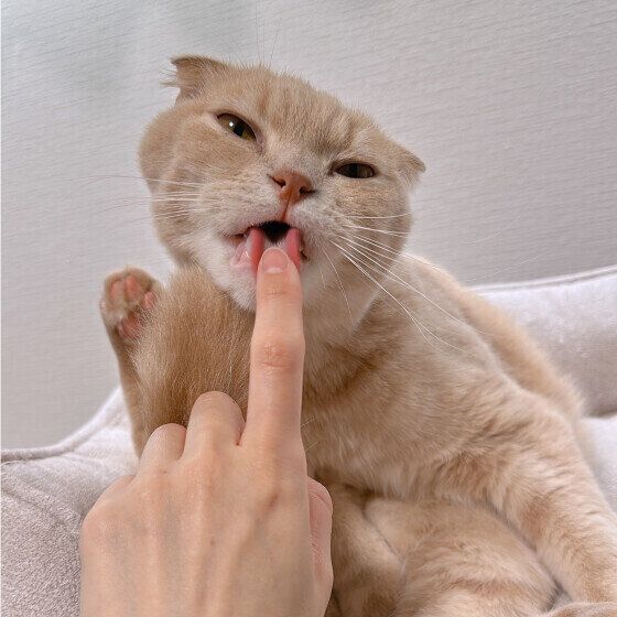 スコティッシュフォールドの梛くん