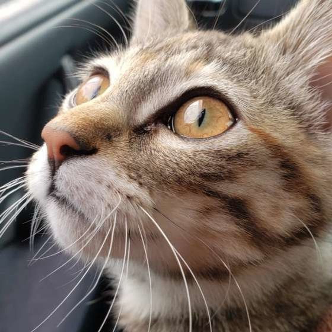 花粉の季節 愛猫にやってあげたいお顔のケアとマッサージ ねこのきもちweb Magazine 花粉の季節 愛猫にやってあげたいお顔のケアとマッサージ ねこのきもちweb Magazine