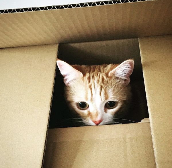 ダンボールに入る猫