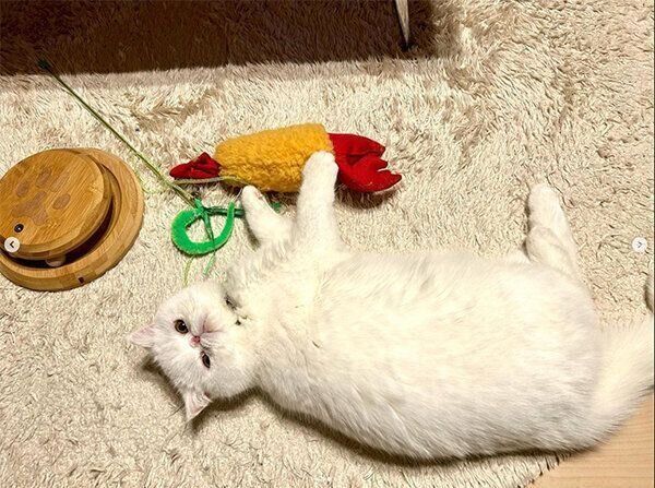 おもちゃで遊ぶこてつくん