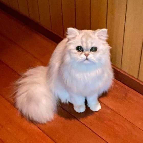 ペルシャのあいちゃん