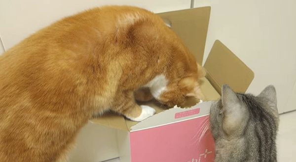 箱を覗く猫