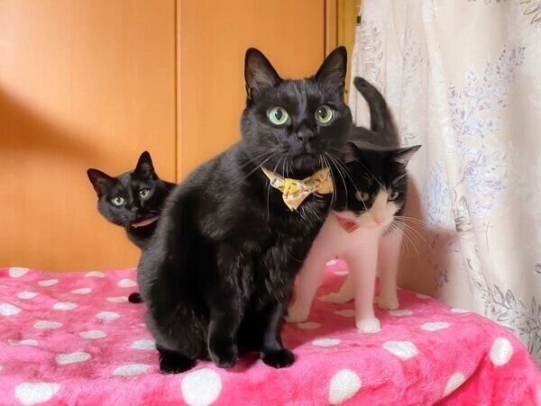 仲良しニャンズでショット！