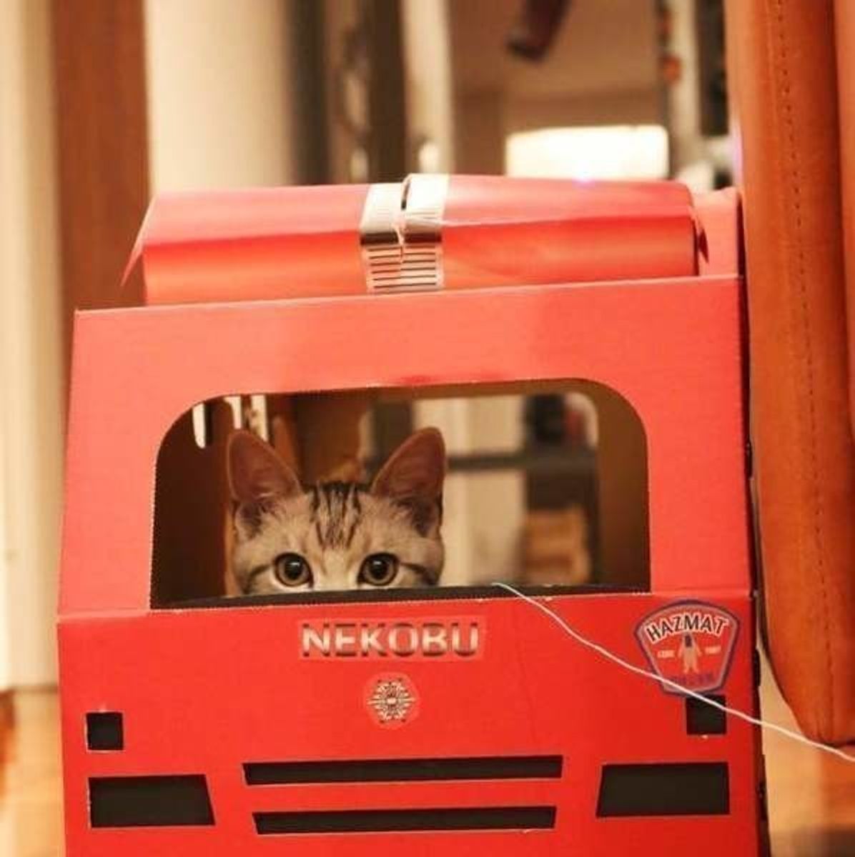 これで安心 猫が飽きずにおりこうさんでお留守番ができる方法 ねこのきもちweb Magazine これで安心 猫が飽きずにおりこうさんでお留守番ができる方法 ねこのきもちweb Magazine