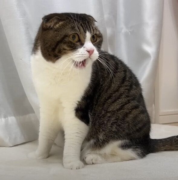 フレーメン反応をするポコJくん