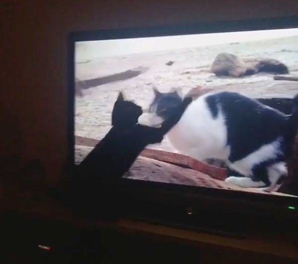 テレビを見つめる黒猫