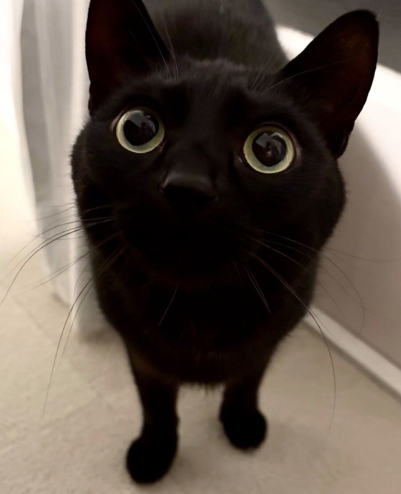 まんまるおめめのうにくん