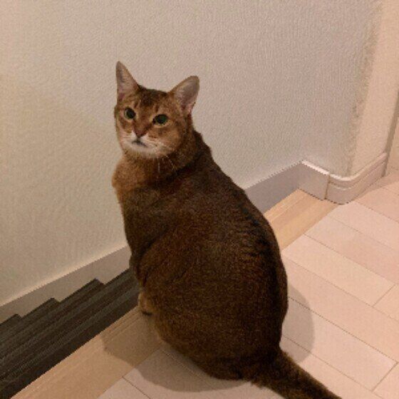 振り向くアビシニアンのコトリちゃん