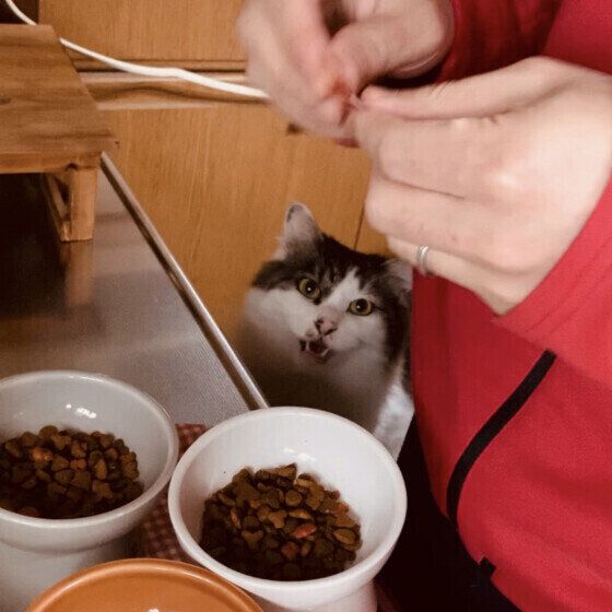 キジトラの天むすくん