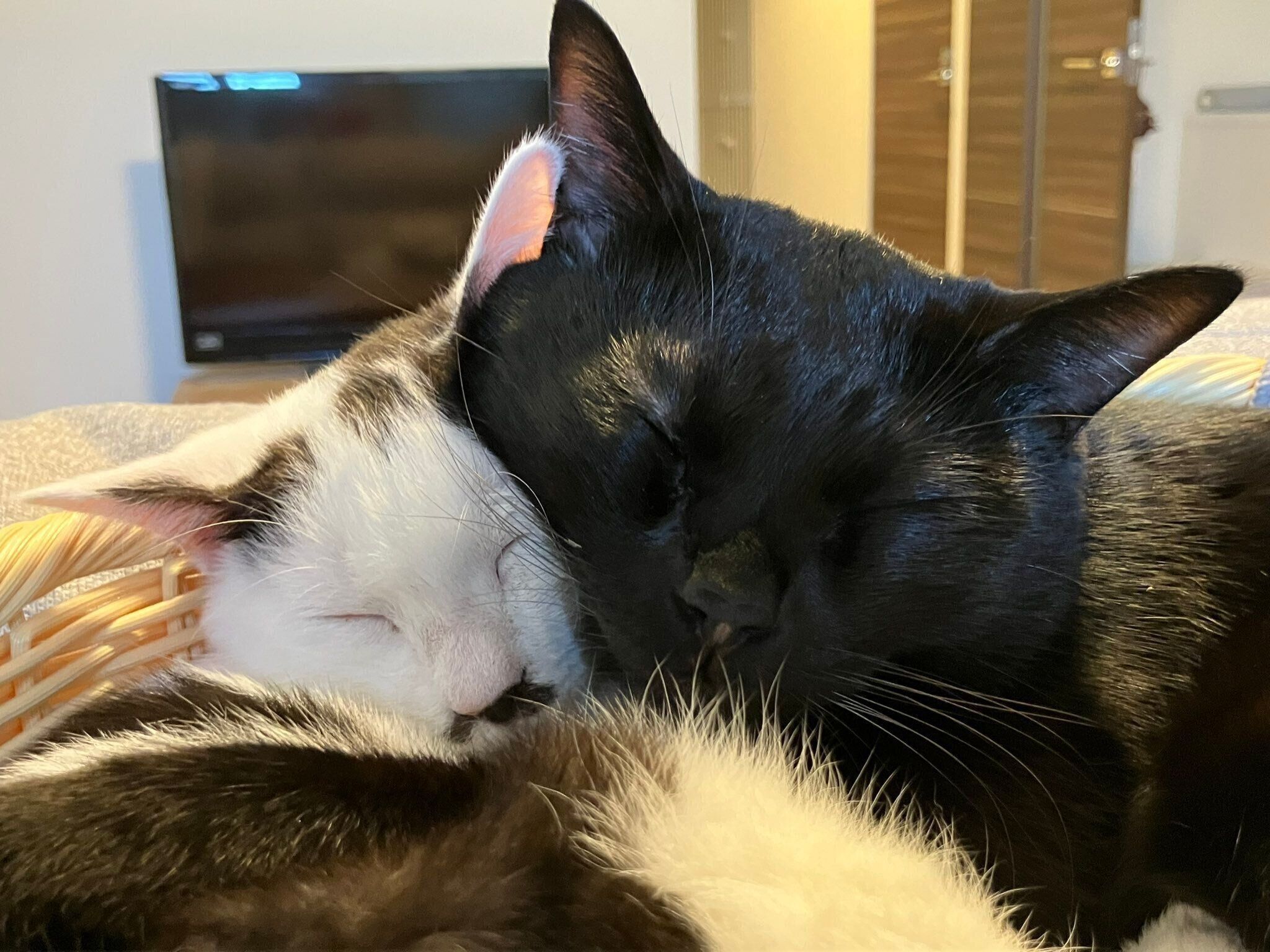 新しくお迎えしたぎゅうべいくん（写真左）