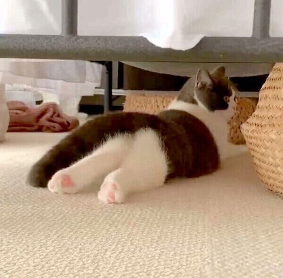 ツンデレ な猫が見せた可愛い反応にキュン 飼い主に名前を呼ばれたときに反応する猫の特徴 ねこのきもちweb Magazine ツンデレ な猫が見せた可愛い反応にキュン 飼い主に名前を呼ばれたときに反応する猫の特徴 ねこのきもちweb Magazine