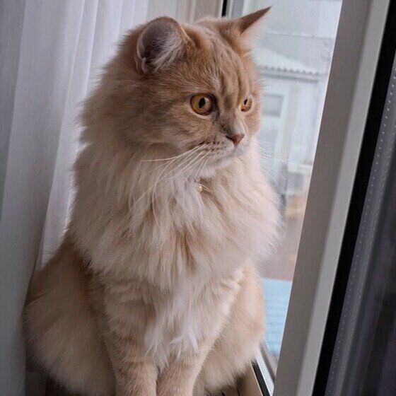 外を眺めるスコティッシュフォールド