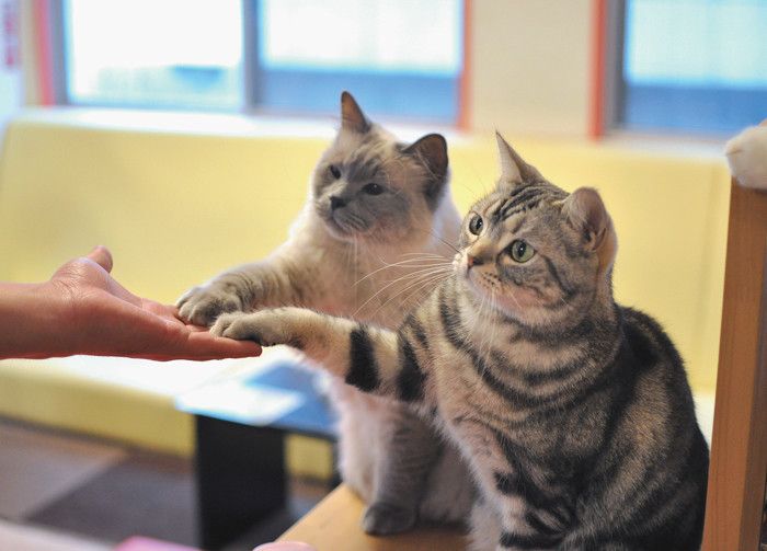 東京　吉祥寺　武蔵野市　猫カフェ　きゃりこ