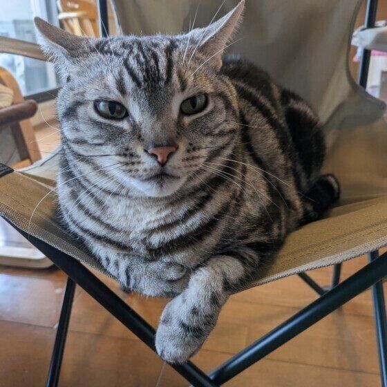 アメリカンショートヘア