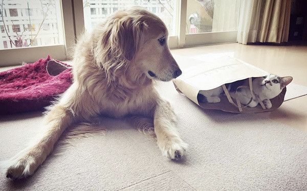 ゴールデン・レトリーバーと猫