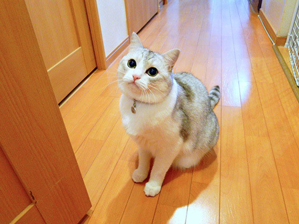 猫が走るとき 本日もねこ晴れなりvol 125 ねこのきもちweb Magazine 猫が走るとき 本日もねこ晴れなりvol 125 ねこのきもちweb Magazine