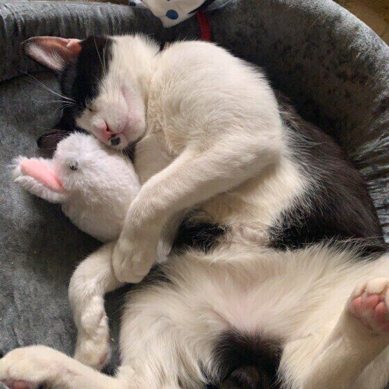 白黒猫のコチビちゃん