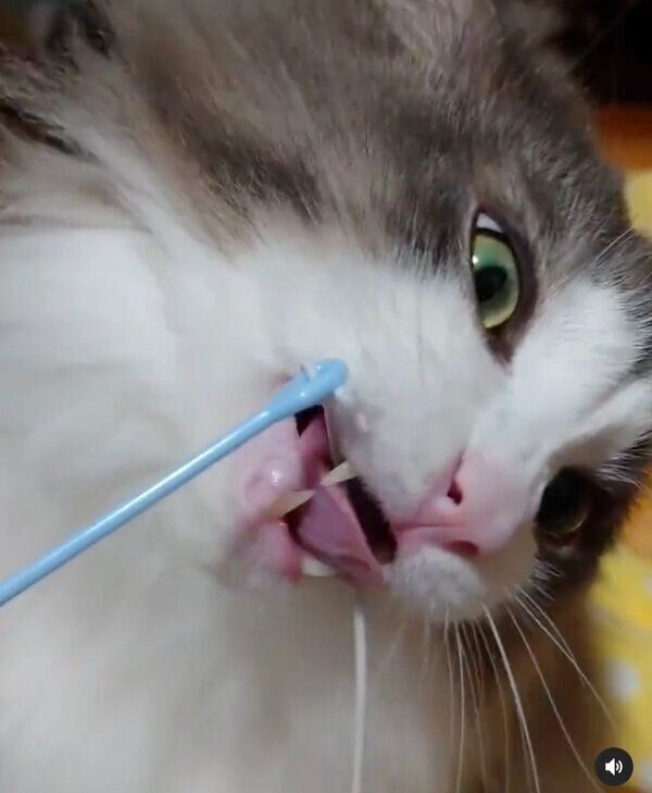 おもちゃで遊ぶ虎蒼くん