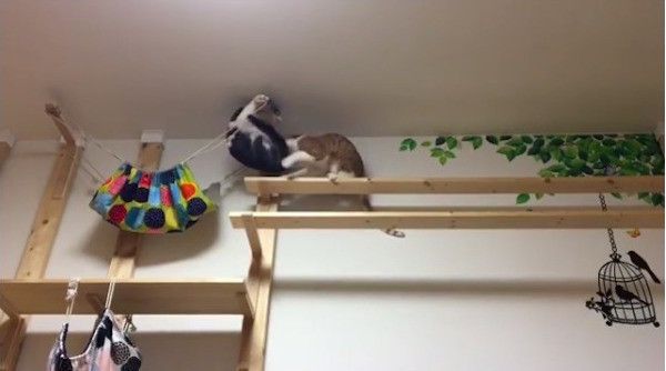 格闘するニャンズ