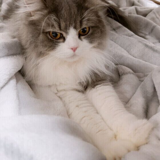 スコティッシュフォールド・ロングヘアのらんまるくん