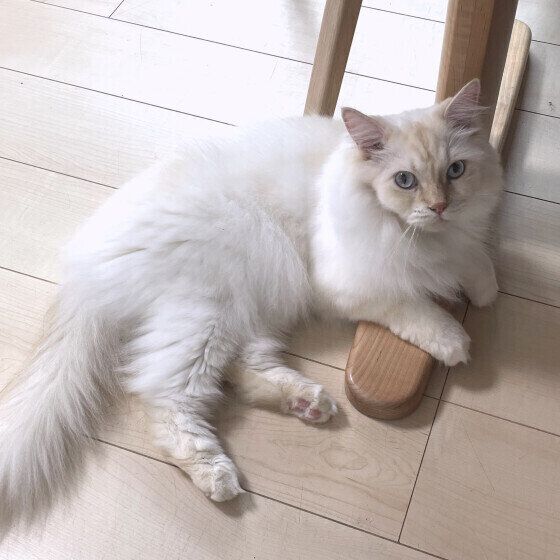 サイベリアンのアルくん