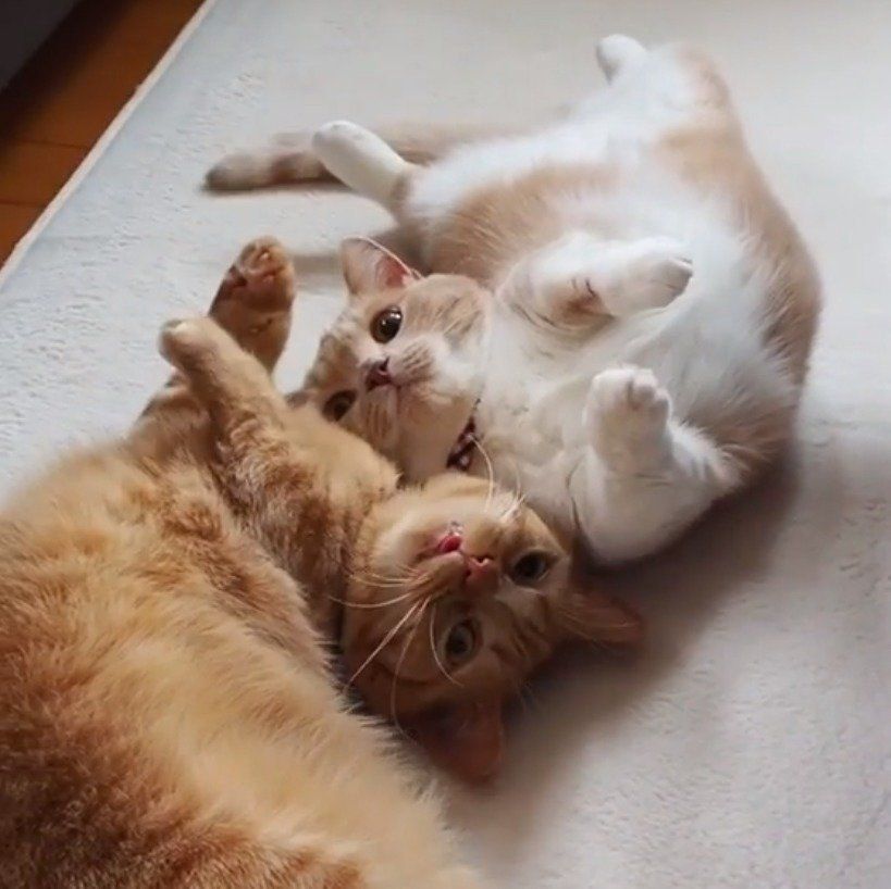 へそ天でカメラ目線なマンチカン