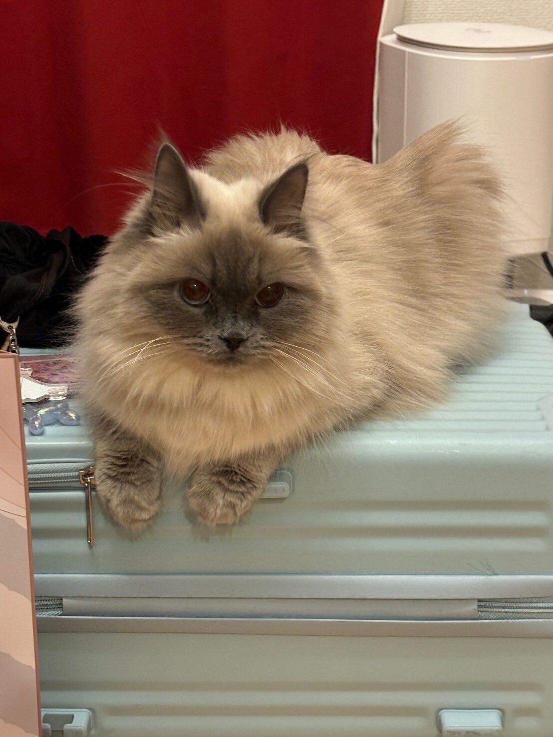 スーツケースの上に乗っているヒマラヤン