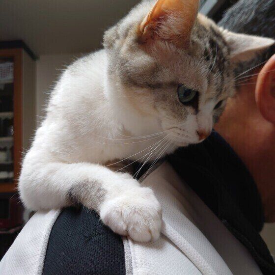 サバトラMIXのココちゃん