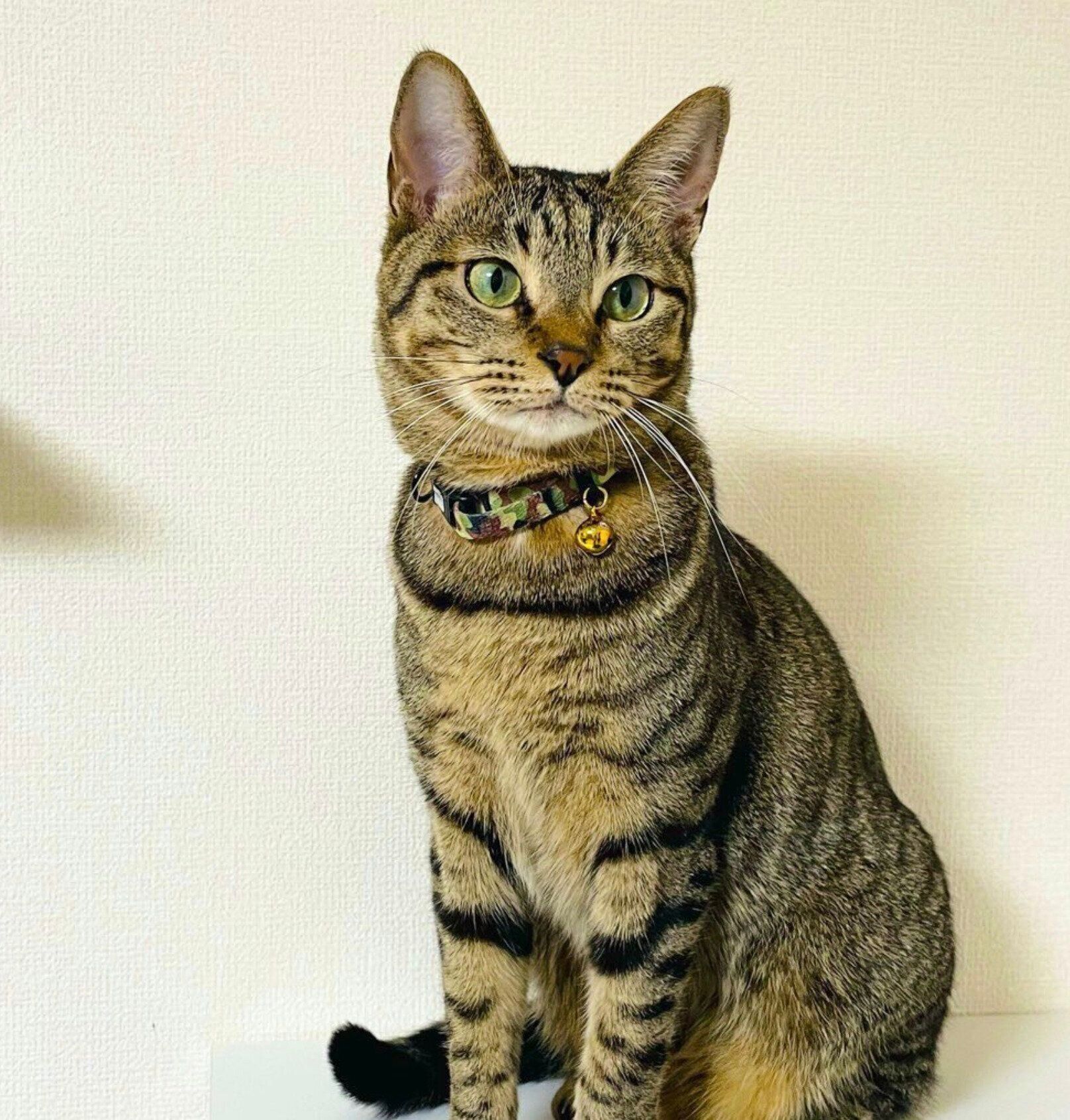 おすわりするふれあくん