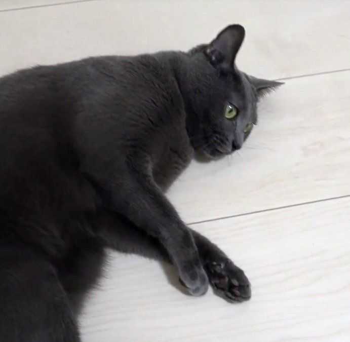 ロシアンブルーのハムちゃん