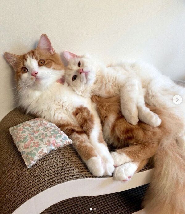 寄り添うこむぎくん、もなかくん