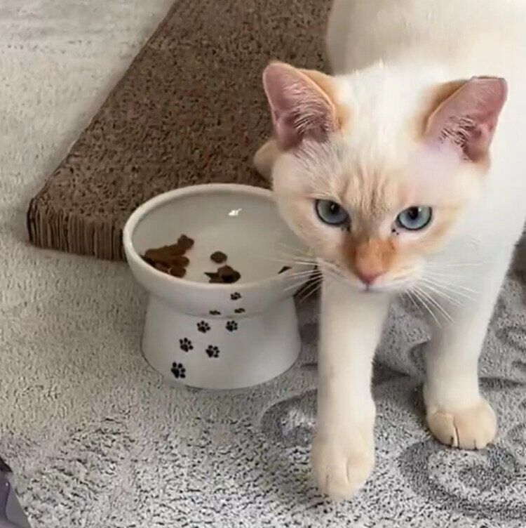 ゴハンを食べ終えたポコちゃん