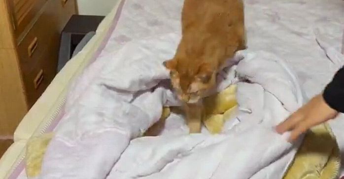 毛布と猫