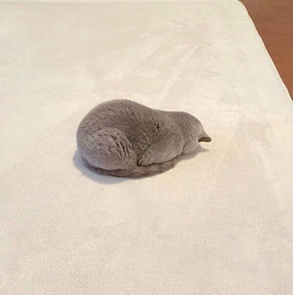 ごめん寝するらむねちゃん