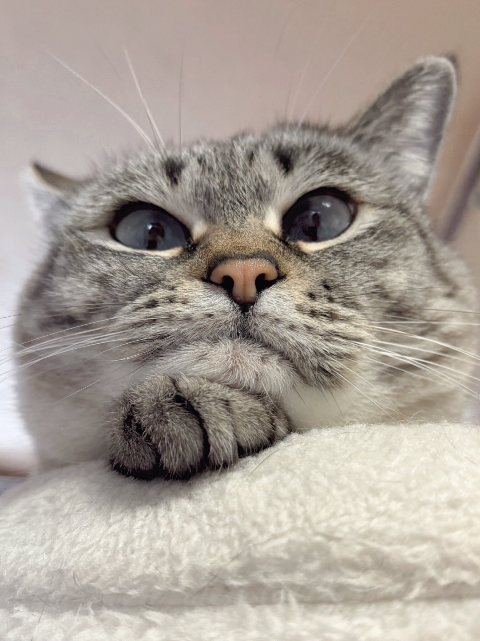 前足の上にアゴを乗せる猫