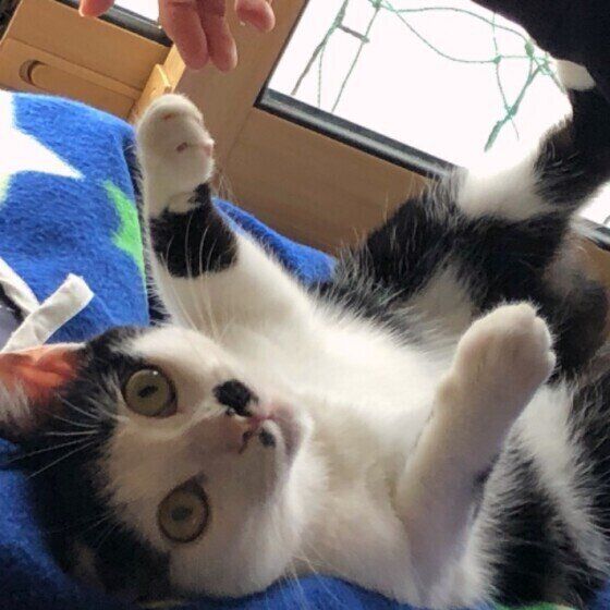 白黒猫のムーちゃん