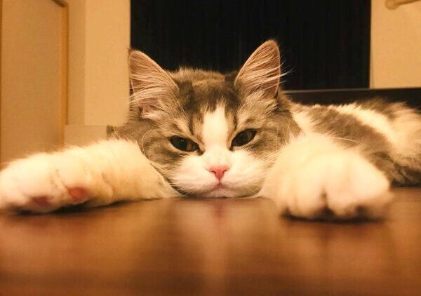 くつろぐテミーちゃん