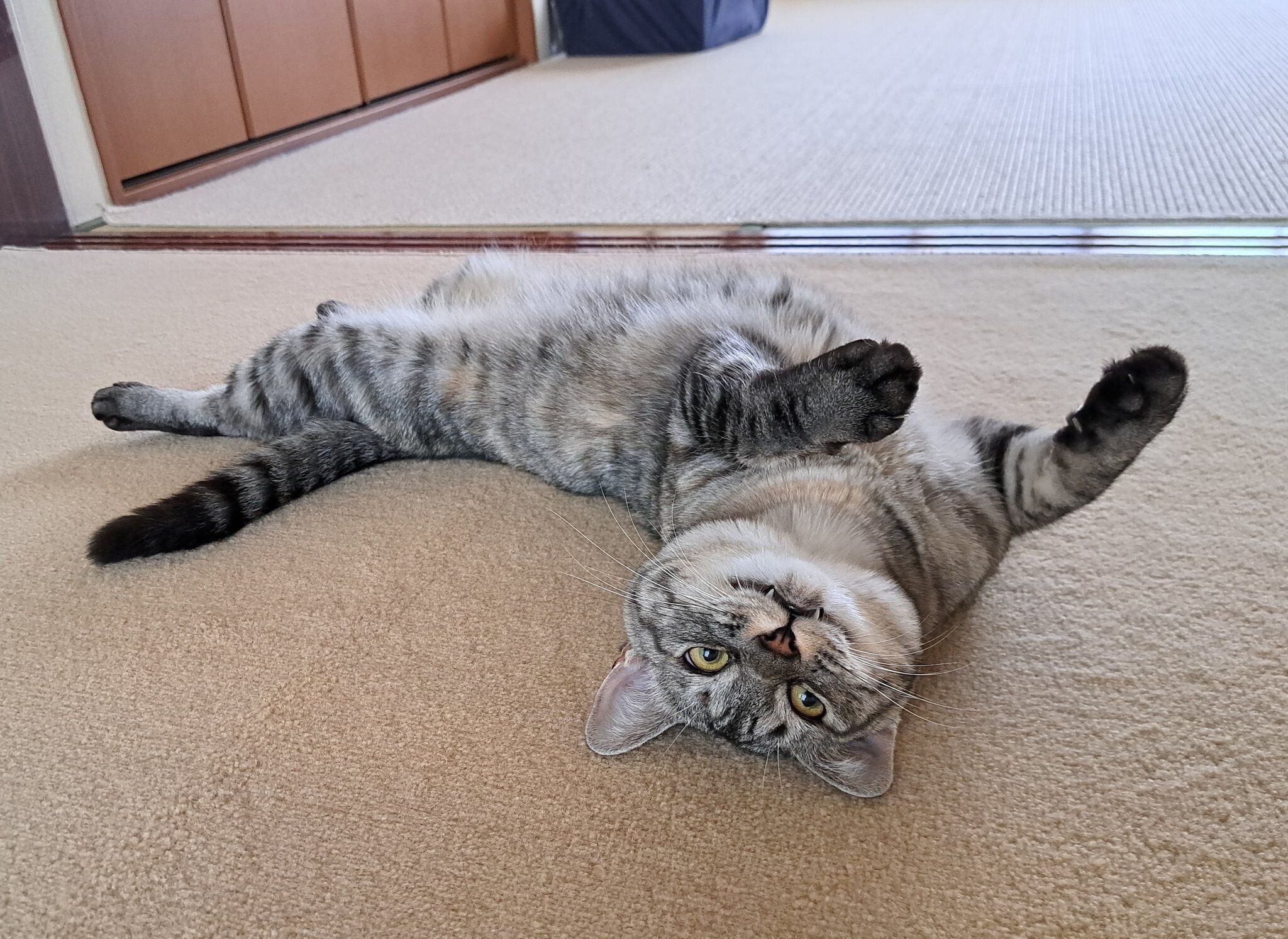 床に寝転んでいる猫