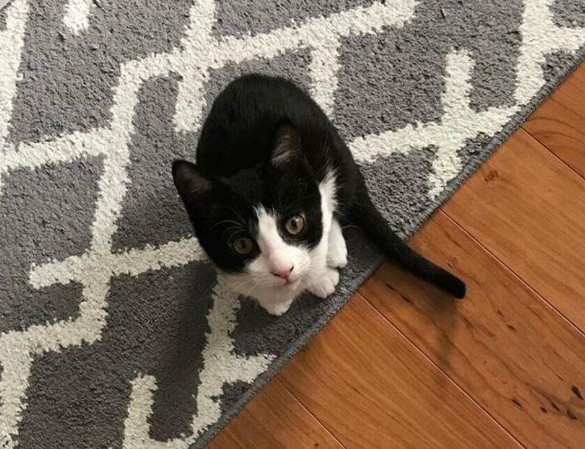 お迎え当時のみゅうちゃん